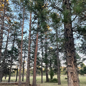 Meet your Posher, Alisa